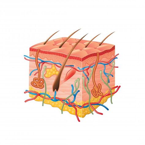 Lichen planus: Causes, symptoms, and treatments Skin Structure Anatomy, Ancient Cosmetics, Skin Biology, Lichen Planus, Skin Anatomy, Scale Skin, Skin Structure, Skin Disorders, Skin Diseases