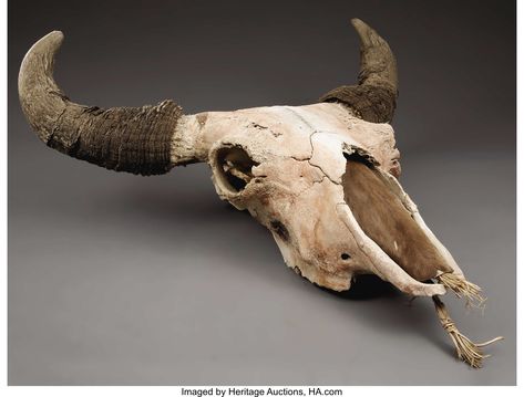 Nature, Skull References, Bison Skull, Skull Reference, Alien Skull, Buffalo Skull, Plains Indians, Skulls Drawing, Indian Artifacts