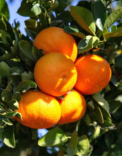 Tangerine Benefits, Clementine Fruit, Clementine Tree, Tangerine Tree, Mandarin Tree, Tattoo Plant, Kaffir Lime, Fruit Photography, Citrus Trees