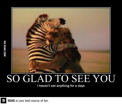 Humour, Circus Pictures, Madagascar Movie, Funny Love Pictures, Movie Humor, Best Love Stories, Memes Humor, Picture Captions, Funny Love