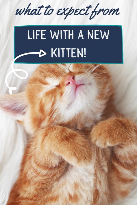 Kitten Behavior, Baby Kitten Videos, Cat Behavior Chart, Kitten Tips, Training A Kitten, Cute Fluffy Kittens, Raising Kittens, Cat Behavior Facts, Cat Behavior Problems