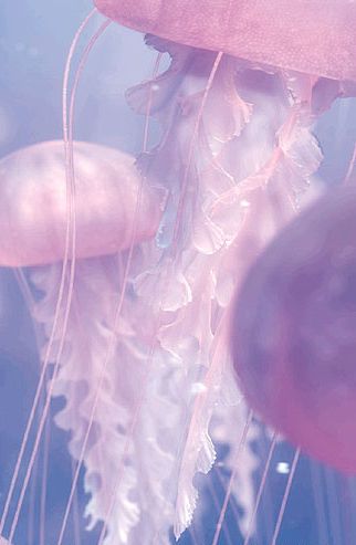 Finding Nemo, Chocolate Cat, Pink Jellyfish, Princess Jellyfish, Mermaid Aesthetic, Minor Character, Marine Animals, Ocean Creatures, Foto Inspiration