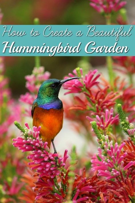 Humming Bird Garden Layout, Hummingbird Garden Plan, Butterfly Garden Plants, Hummingbird Nectar, Backyard Gardens, Dream Gardens, Hummingbird Plants, Flower Garden Plans, Backyard Garden Layout