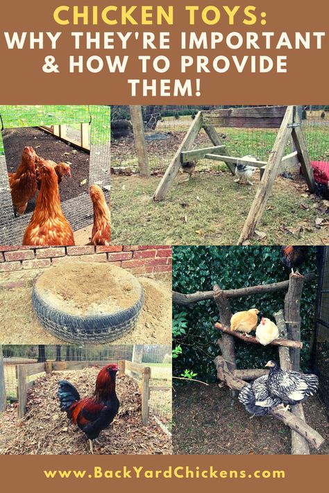 Stuff For Chickens, Chickens On The Farm, Fun Things To Put In A Chicken Run, Chicken Treat Holder Diy, Toys For Chicken Coop, Chicken Farming For Beginners, Free Chicken Food, Chicken Exercise Ideas, How To Make Your Chickens Friendly