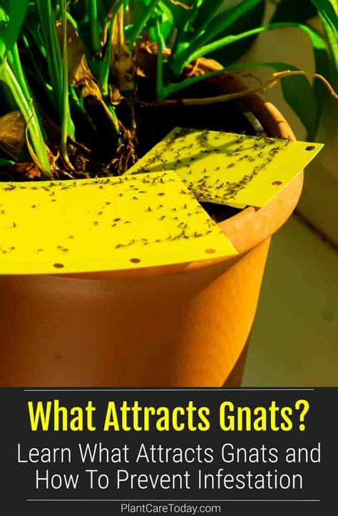 Nature, Diy Gnat Spray For Plants, Gnat Infestation In House, Plants That Repel Gnats, Plant Flies Indoor, How To Kill Gnats In The House, Gnats In House Get Rid Of, How To Get Rid Of Gnats In House Plants, How To Get Rid Of Gnats In The House