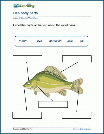 Grade 2 science worksheets - concepts in the life sciences, earth sciences and the physical sciences in ways that students can relate to their everyday lives. Free | Printable | Grade 2 | Science | Worksheets Science Worksheets For Grade 2, Science Worksheets For 4th Grade, Grade 2 Science Worksheets, 2nd Grade Science Lessons, First Grade Science Worksheets, Science 1st Grade, 1st Grade Science Worksheets, Fun Science Worksheets, Grade 1 Science