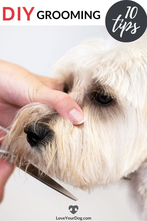 Dogs Nails, Dog Grooming Diy, Goldendoodle Grooming, Grooming Hacks, Dog Grooming Tools, Dog Grooming Styles, Puppy Grooming, Dog Grooming Salons, Dog Haircuts