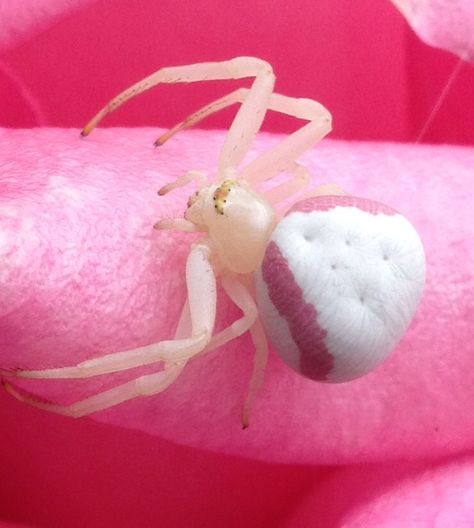 Lady Crab Spider.....on a Pink Aromatherapy Rose... Pink Flower Crab Spider, Flower Crab Spider, Pink Crab Spider, Pink Spider Aesthetic, Rose Creature, Pink Spidersona, Cool Spiders, Pretty Spiders, Spider Facts