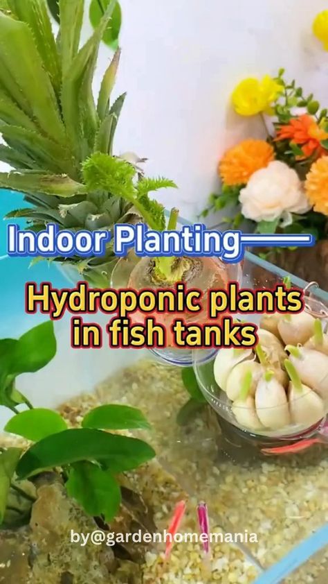 Aquaponic gardening: Hydroponic plants thriving in a fish tank, illustrating symbiotic relationship and sustainability benefits. Self Sustainable Fish Tank, Aquaponic Gardening With Fish, Best Plants For Aquaponics, Hydroponic Fish Tank Diy, Fish Tank Garden Aquaponics, Fish Tank Plants Ideas, Self Sufficient Fish Tank, Aquaponics Diy Indoor Fish Tanks, House Plants In Fish Tank