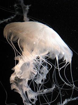 Ocean Life, Nature, White Jellyfish, Sea Jellies, Cnidaria, Wallpapers Ipad, Marine Animals, Ocean Animals, Sealife