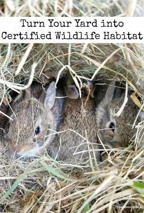 Nature, Garden Habitat Ideas, Wildlife Food Plots, Backyard Animal Sanctuary, Wildlife Habitat Projects, How To Attract Wildlife To Your Yard, Certified Wildlife Habitat Yards, Backyard Wildlife Habitat, Rabbit Habitat Outdoor