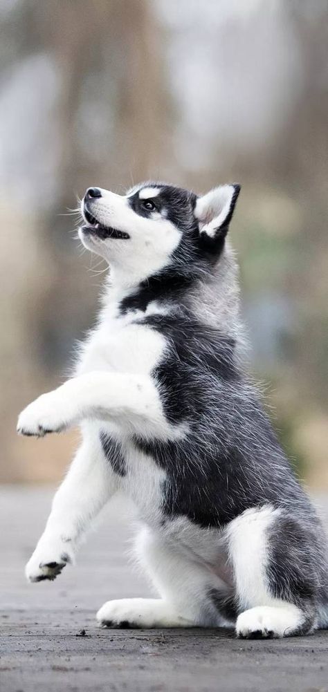 Dog wallpaper by Mohakthakur - 97 - Free on ZEDGE™ Husky Puppy Training, Caine Husky, Ras Anjing, Baby Huskies, Cute Husky Puppies, Regnul Animal, Psy I Szczenięta, Cute Husky, Super Cute Puppies