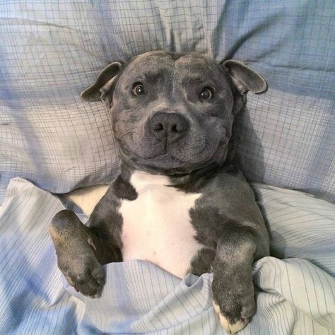 14 Facts About Staffordshire Bull Terriers Staffordshire Bull Terrier, Cute Pitbull Puppies, Cute Pitbulls, Staffordshire Bull Terriers, Staffy Dog, Cele Mai Drăguțe Animale, Pitbull Puppy, Cute Animals Images, Pitbull Puppies