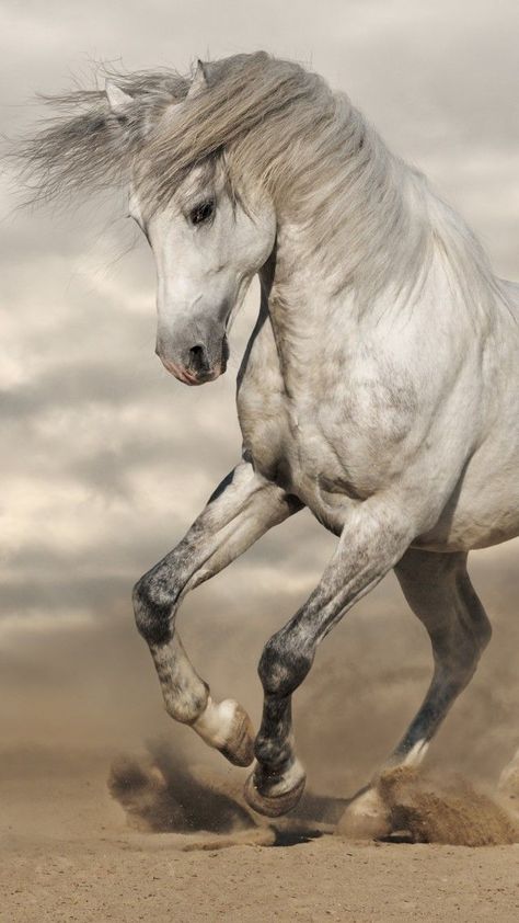 horse, 8k (vertical) Cai Arabi, Cai Sălbatici, Rasy Koni, Horse Anatomy, Horse Inspiration, Andalusian Horse, Most Beautiful Horses, Grey Horse, Majestic Horse