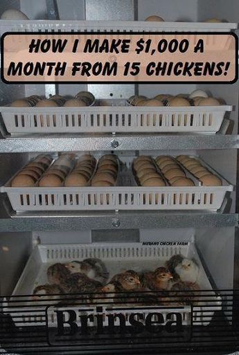 How I make $1,000 a month from 15 chickens! Don't let your chickens cost you money! Make them work for you instead! Click to see how to make money with your chickens. #chickens #hobbyfarm #backyardchickens #chickencage Chicken Perches, Hatching Chickens, Chicken Home, Chicken Pen, Coop Ideas, Homestead Chickens, Hatching Chicks, Backyard Chicken Farming, Chicken Run