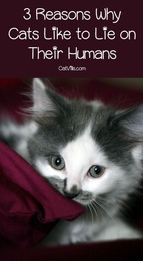 Wall Ladders, Cat Behavior Facts, Cat Behavior Problems, Cat Tips, Cat Info, Cat Hacks, Cat Care Tips, Kitten Care, Lay On