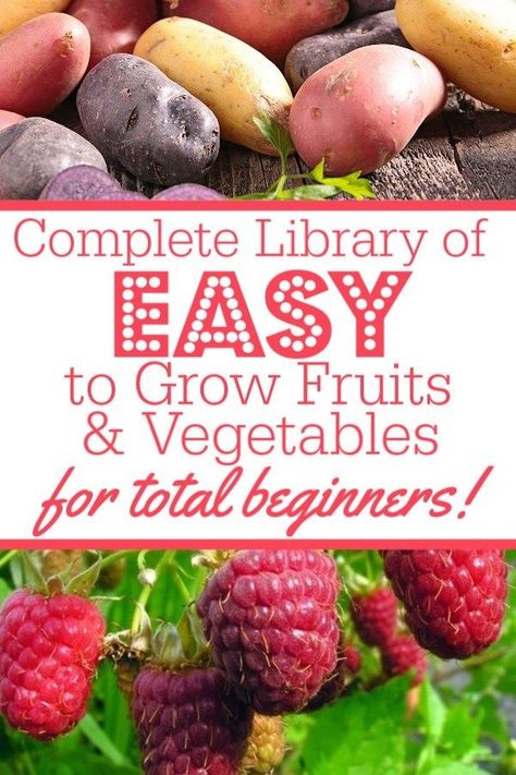 What Should I Grow In My Garden, Best Fruits And Vegetables To Grow, Easy Foods To Grow, How To Grow Your Own Vegetables, Small Beginner Garden, Tomatoe Gardening Ideas, Easiest Food To Grow, How To Grow Vegetables At Home, How To Start A Raised Bed Garden