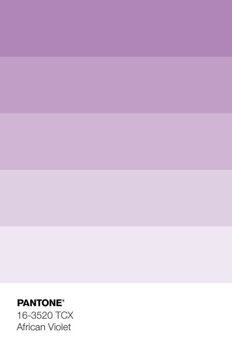 Shades Of Lavender Colour, Soft Lavender Color Palette, Pink And Lavender Color Palette, Lavender Branding, African Violet Color, Lavender Pantone, Lilac Pantone, Lavanda Color, Lilac Color Palette