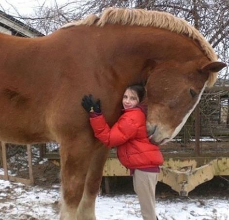 This Horse Is An Absolute Unit Draft Horses, Clydesdale, Belgian Draft, Cai Sălbatici, Rasy Koni, Big Horses, All The Pretty Horses, Horse Crazy, Gentle Giant