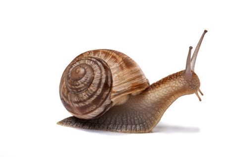 A gene in snails that determines whether their shells twist clockwise or anti-clockwise has been discovered by a team of international researchers. It could offer clues to how the same gene affects body asymmetry in other animals including humans, they report. Reptiles, Snail Image, Snail Art, Snails In Garden, Molluscs, Garden Insects, Snail Shell, Animal Photography, Mammals