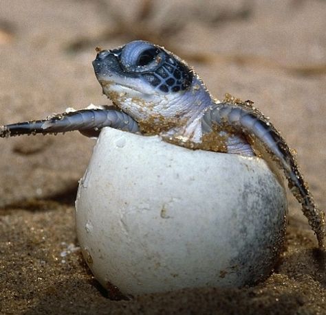 Baby sea turtle coming out of its egg #Hatching Sea Turtle Facts, Sea Turtles Hatching, Turtle Hatching, Turtle Facts, Leatherback Turtle, Baby Sea Turtles, Baby Sea Turtle, Green Sea Turtle, Turtle Love