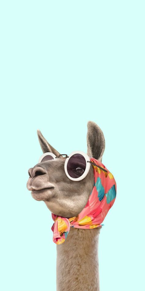 Funny Wallpapers, Paul Fuentes, Cute Backgrounds For Phones, Wearing Sunglasses, صور مضحكة, Amazing Animals, Alam Semula Jadi, Cute Backgrounds, Animal Wallpaper