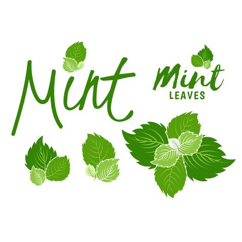 Green mint. Peppermint plant and leaves set. Mint leaf. Illustration with lettering for logo and icon. Isolated on white background. Herbal mint tea. Cooking spicy ingredient melissa. Logos, Mint Leaf Illustration, Mint Illustration, Peppermint Plant, Chocolate Branding, Mint Logo, Peppermint Plants, Sticker Making, Mint Leaf