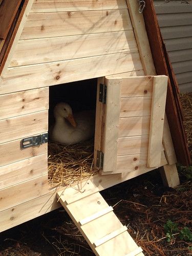 Simple Duck House, Easy Duck Coop, Duck House Diy, Duck Enclosure, Duck House Plans, Duck Pens, Goose House, Backyard Ducks, Cute Chicken Coops