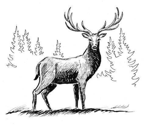 Croquis, Elk Drawing, Stag Animal, Deer Sketch, Deer Vector, Deer Artwork, Deer Drawing, Forest Drawing, Deer Forest