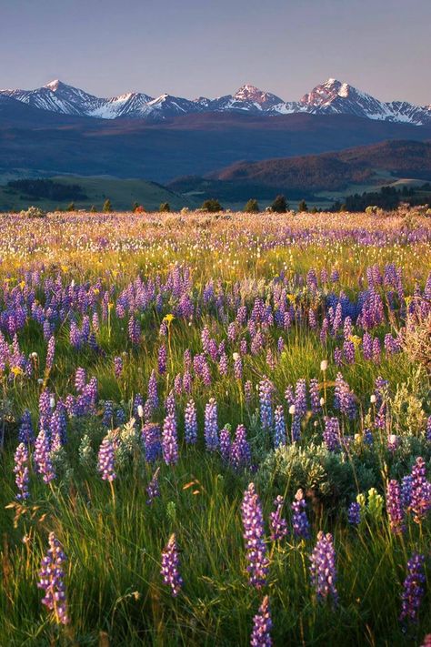 Soft Landscape Photography, Mountain Lupine, Montana Flowers, Montana Beautiful, Field With Mountains, Montana Wildflowers, Lupine Field, Mountains And Flowers, America Landscape