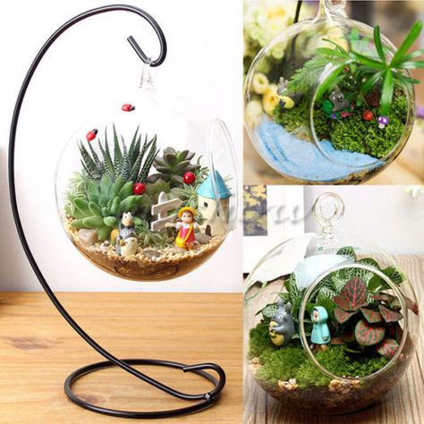 Plant Stand Hanging, Vases Clear, Vase Terrarium, Fairy Terrarium, Hanging Vase, Indoor Water Garden, How To Make Terrariums, Terrarium Containers, Fairy Garden Designs