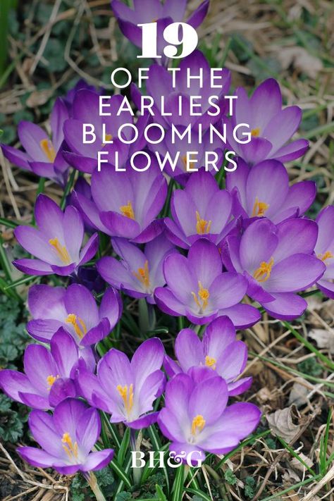 Early Blooming Flowers, First Spring Flowers, Early Blooming Perennials, Early Spring Garden, Spring Blooming Perennials, Bulbs To Plant In Spring, Spring Flowers Garden, Purple Perennials, Spring Flower Garden