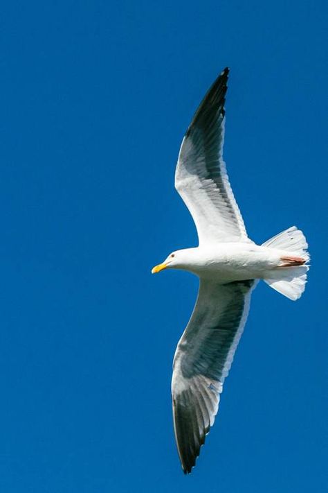 Seagull Flying Over Ocean, Seagulls In Flight, Seagull In Flight, Sea Gulls Flying, Seagulls Illustration, Seagull Photography, Seagull Illustration, Flight Wings, Seagull Flying