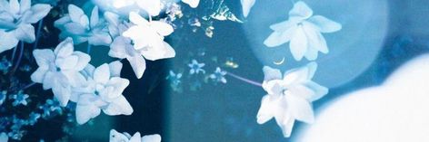 Light Blue Banner, Blue Twitter Header, Flower Header, 트위터 헤더, Facebook Header, Cute Twitter Headers, Cute Headers For Twitter, Twitter Backgrounds, Twitter Header Pictures