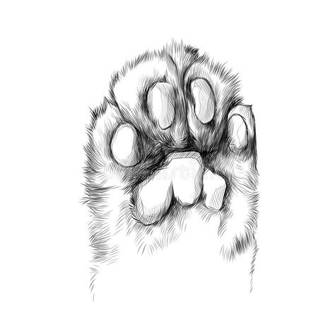 Kitty Paws Drawing, Paw Sketch, Cat Paw Drawing, Paw Drawing, Cats Paw, Cats Art Drawing, Animal Drawings Sketches, Cat's Paw, Cat Sketch