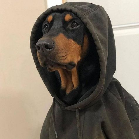 Doberman