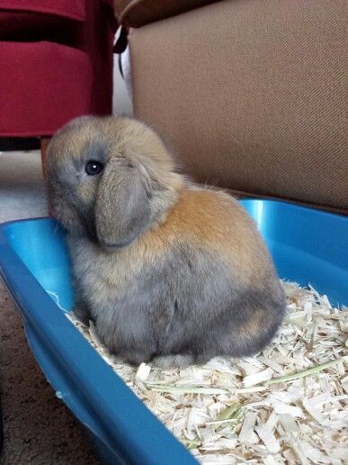 litter box training allows bunnies to be free. He enjoys quality time with the family. also it makes it a lot easier to clean their cage! Permaculture, Litter Box Training Rabbits, Litter Training Rabbits, Rabbit Tips, Bunny Litter Box, Flemish Giant Rabbit, Lop Bunnies, Rabbit Litter Box, Bunny Ideas