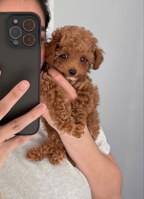 Small Puppy Aesthetic, Maltipoo Dark Brown, Small Breed Puppies, Maltipoo Outfits, Maltipoo Puppy Brown, Australian Doodle Puppy, Teacup Maltipoo Puppy, Maltipoo Brown, Dogs That Stay Small