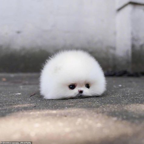 Tiny Pomeranian dog becomes an online sensation Cute Tiny Dogs, Katt Grejer, Cute Fluffy Dogs, Haiwan Comel, 골든 리트리버, Dog Aesthetic, Psy I Szczenięta, Cute Pomeranian, Cute Small Animals