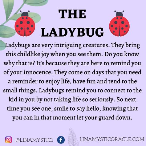 Ladybug Meaning, Diy Garden Globes, Ladybug Quotes, Spirit Animal Meaning, Spiritual Awakening Signs, Garden Globes, The Ladybug, A Ladybug, Animal Symbolism