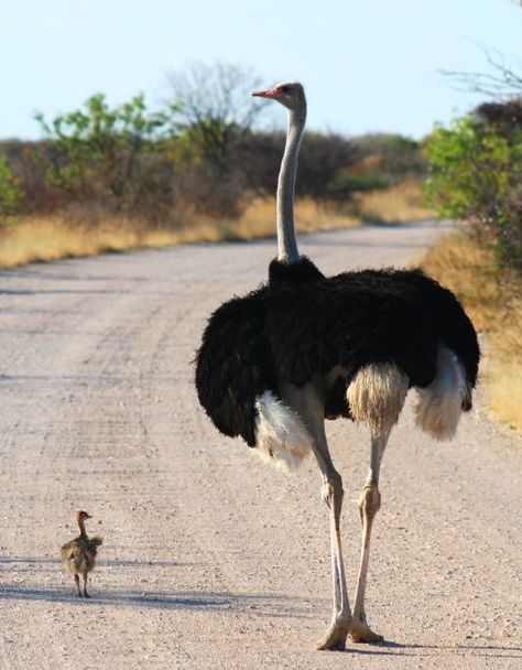 So Cute! -Africa | Common Ostrich, father and son photographed in Namibia | © J Reiffers. Akita, Baby Ostrich, Amazing Animals, Pretty Birds, 귀여운 동물, Animals Friends, Tanzania, Beautiful Creatures, Beautiful Birds