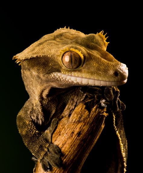 The beautiful crested gecko, some of the smallest creatures have a way of winning you over. Nature, Futuristic Mermaid, Crested Gecko Drawing, Gecko Photography, Lizard Photography, Lauren Core, Reptile Expo, Adorable Tattoos, Crested Geckos