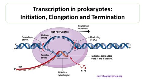 Transcription in prokaryotes: Initiation, Elongation and Termination Dna Transcription, Microbiology Notes, Nerve Anatomy, Biology Diagrams, Dna Polymerase, Rna Polymerase, Transcription And Translation, Study Biology, Dna Sequence