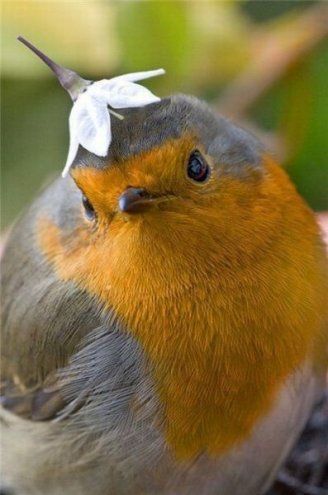 Funny Robin with a Little Flower Bonnet on her Head