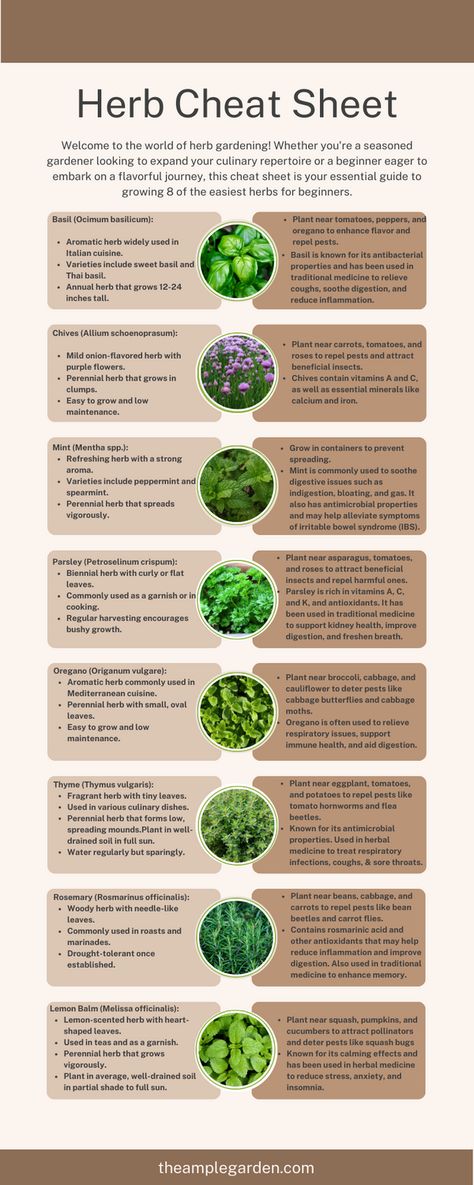 🌿 Discover the joy of herb gardening for beginners! 🌱 Whether you're a seasoned gardener or just starting out, this guide has everything you need to grow 8 easy-to-care-for herbs. From aromatic basil to soothing mint, learn how to cultivate a thriving herb garden right at home! #HerbGardening #Beginners #GardeningTips 🌱🌿 Medicinal Plants To Grow At Home, Herbs To Grow For Cooking, Herbs To Plant With Vegetables, How To Start A Herb Garden, How To Grow Peppermint, Beginner Medicinal Herb Garden, Mint Plant Care Indoor, Herbs To Grow In Garden, Gardening Herbs For Beginners