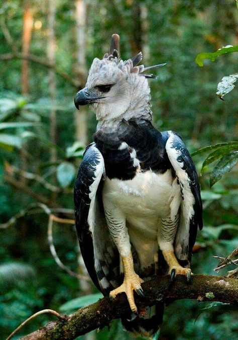 Brazilian eagle Toco Toucan, Great Indian Bustard, Great Potoo, Victoria Crowned Pigeon, Wandering Albatross, Marabou Stork, Crowned Pigeon, Hyacinth Macaw, Harpy Eagle