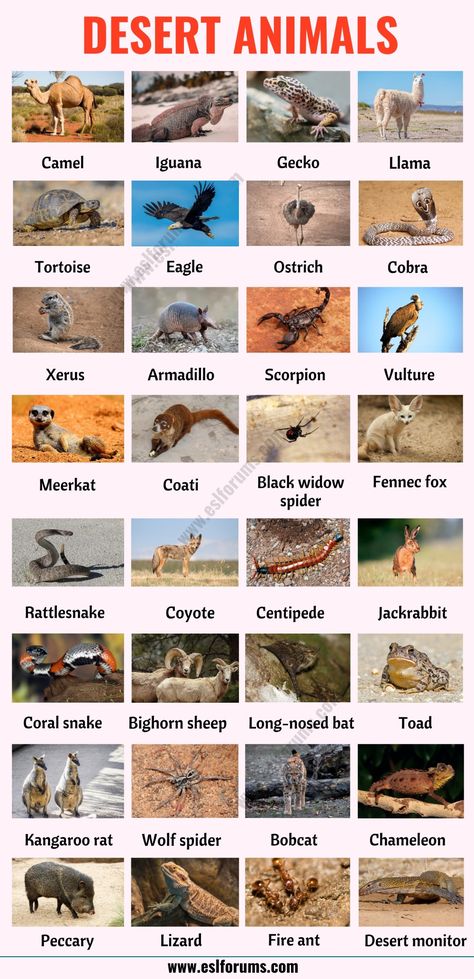 Desert Animals: List of 35+ Best Animals that Live in the Desert with ESL Picture - ESL Forums Animals Of The Desert, Desert Animals Preschool, Animals In Desert, National Animals Of Countries, Desert Animals Activities, Desert Names, Desert Animal Art, Animals Name With Picture, Dessert Animals