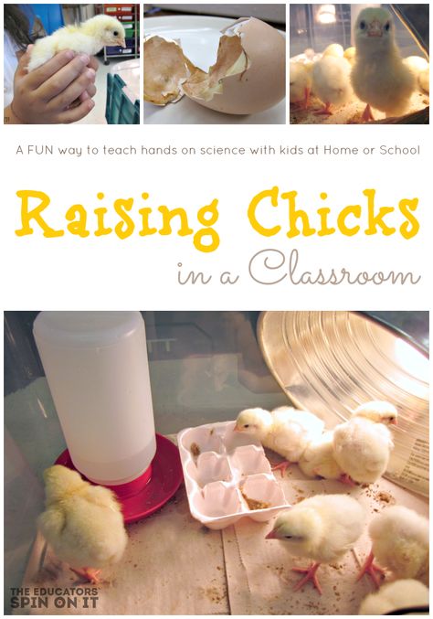 Baby Chick Activities Preschool, Chicken Hatching Activities, Farm Tips, Science Experience, Chicken Life Cycle, Classroom Pets, Stem Activities For Kids, Raising Chicks, Class Pet