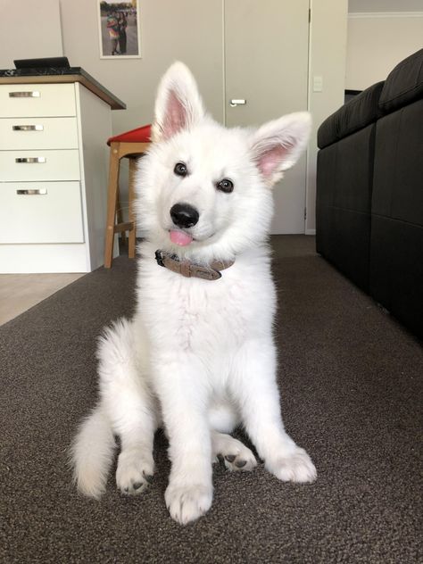 Our 12 week old Swiss shepherd Loki White Dog Breeds, Baby German Shepherds, White Fluffy Dog, Swiss Shepherd, German Shepard Puppies, White German Shepherd, Puppies And Kitties, Cute Dog Pictures, Fluffy Dogs