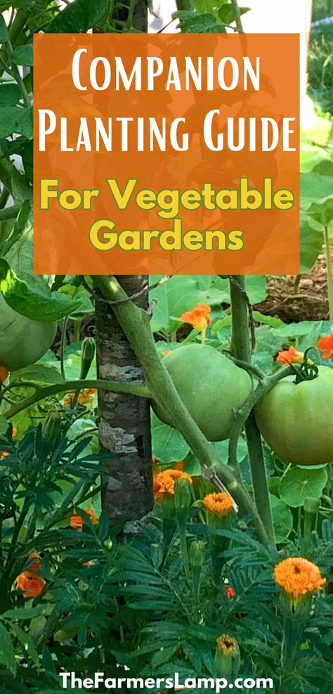 green tomatoes on the vine with orange marigolds salmon colored nasturtiums and zinnias planted around them with words written that read companion planting guide for vegetable gardens the farmerslamp.com Companion Vegetable Planting, Companion Flowers For Vegetable Garden, Companion Planting Chart Raised Beds, Companion Planting Vegetables Layout, Vegetable Companion Planting, Companion Planting Guide, Companion Planting Vegetables, Companion Planting Chart, Companion Gardening